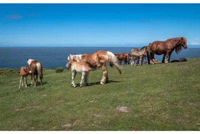 Chevaux au Jaizquibel jigsaw puzzle