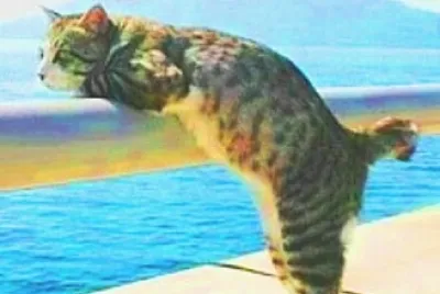 פאזל של gato