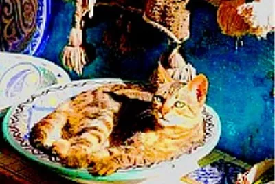 פאזל של gato