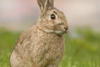 פאזל של conejo