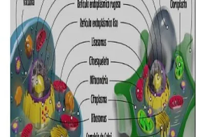 Células