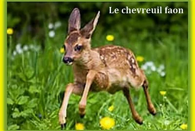 פאזל של Faon Chevreuil
