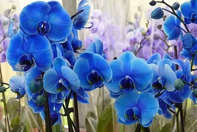 orquidea