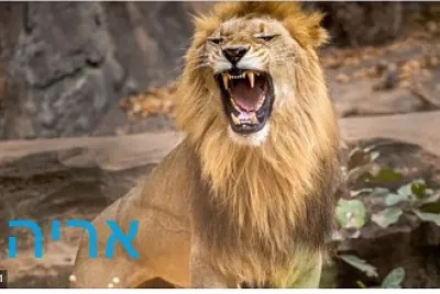 פאזל אריה