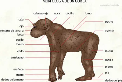 Primate