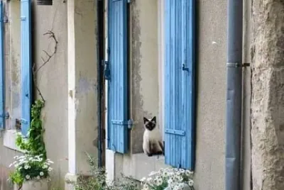 gato jigsaw puzzle