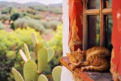 gato jigsaw puzzle