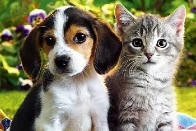 Dog-Cat jigsaw puzzle
