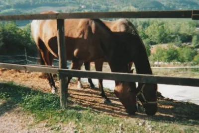 cavalli jigsaw puzzle