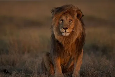 rompecabeza de león africano