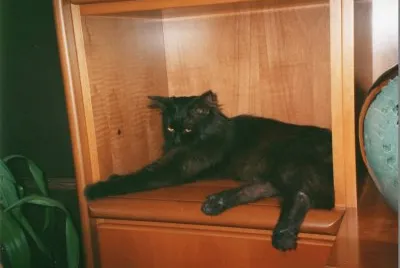 nerino jigsaw puzzle