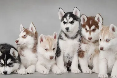 Huskies jigsaw puzzle