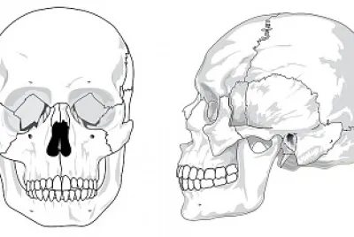 partes del craneo jigsaw puzzle