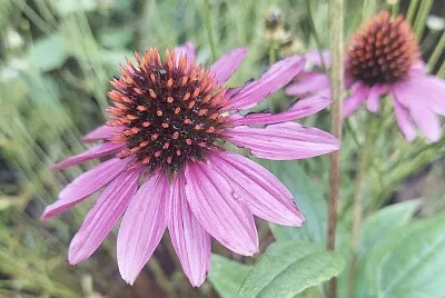 Purple echinacea flower