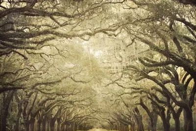Plantation jigsaw puzzle