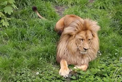 Angolan Lion