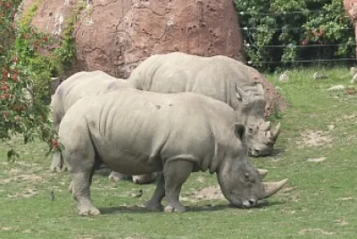White rhinoceros