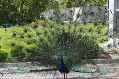 The Indian Peafowl