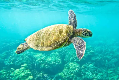 green turtle jigsaw puzzle