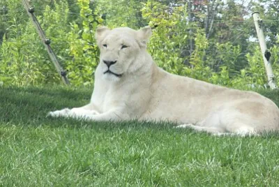 White Lioness