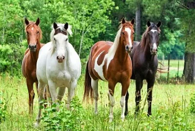 Cavalos jigsaw puzzle