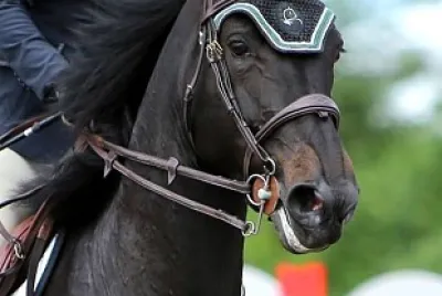 Cavalo e cavaleiro jigsaw puzzle