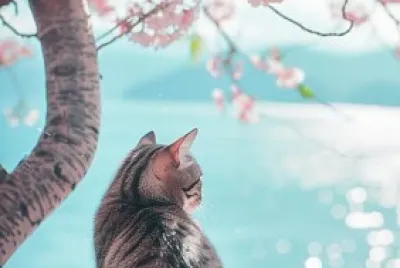Gato jigsaw puzzle