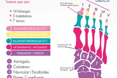 Anatomía jigsaw puzzle