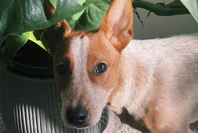 a cute jack russell x blue heeler