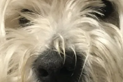 Toto