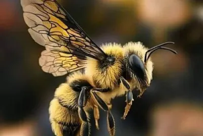 Bee