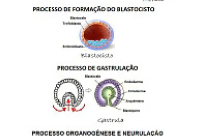 Embriologia