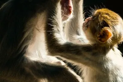 Animales jigsaw puzzle