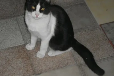 gato