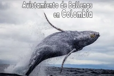 Ballenas Colombia jigsaw puzzle