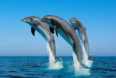 Delfini