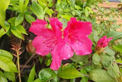 Pink Azalea