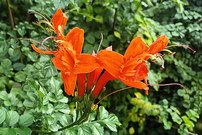 Cape honeysuckle jigsaw puzzle