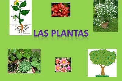 Plantas