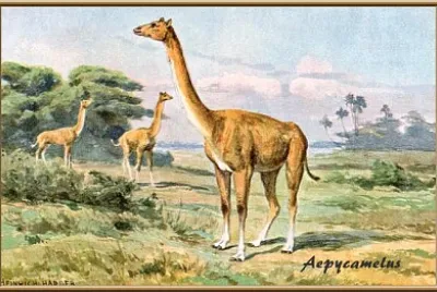 Aepycamelus