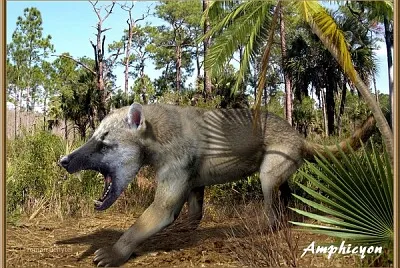 Amphicyon