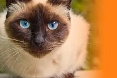 quabra cabeça de gato