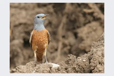 הדר דותן-לקס