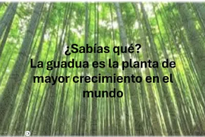 Guadua 1