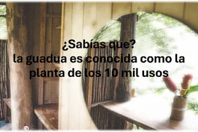Guadua 2