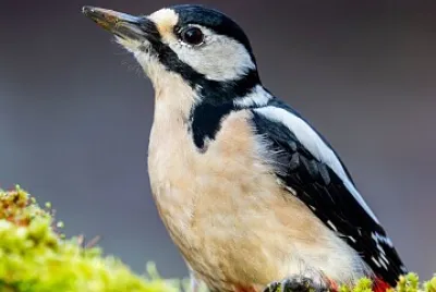 pajaro jigsaw puzzle