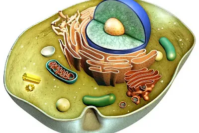 celula animal