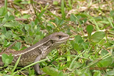 Lagarto
