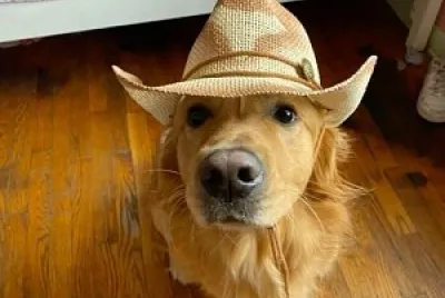 Doggo! jigsaw puzzle