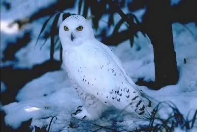 luna azul